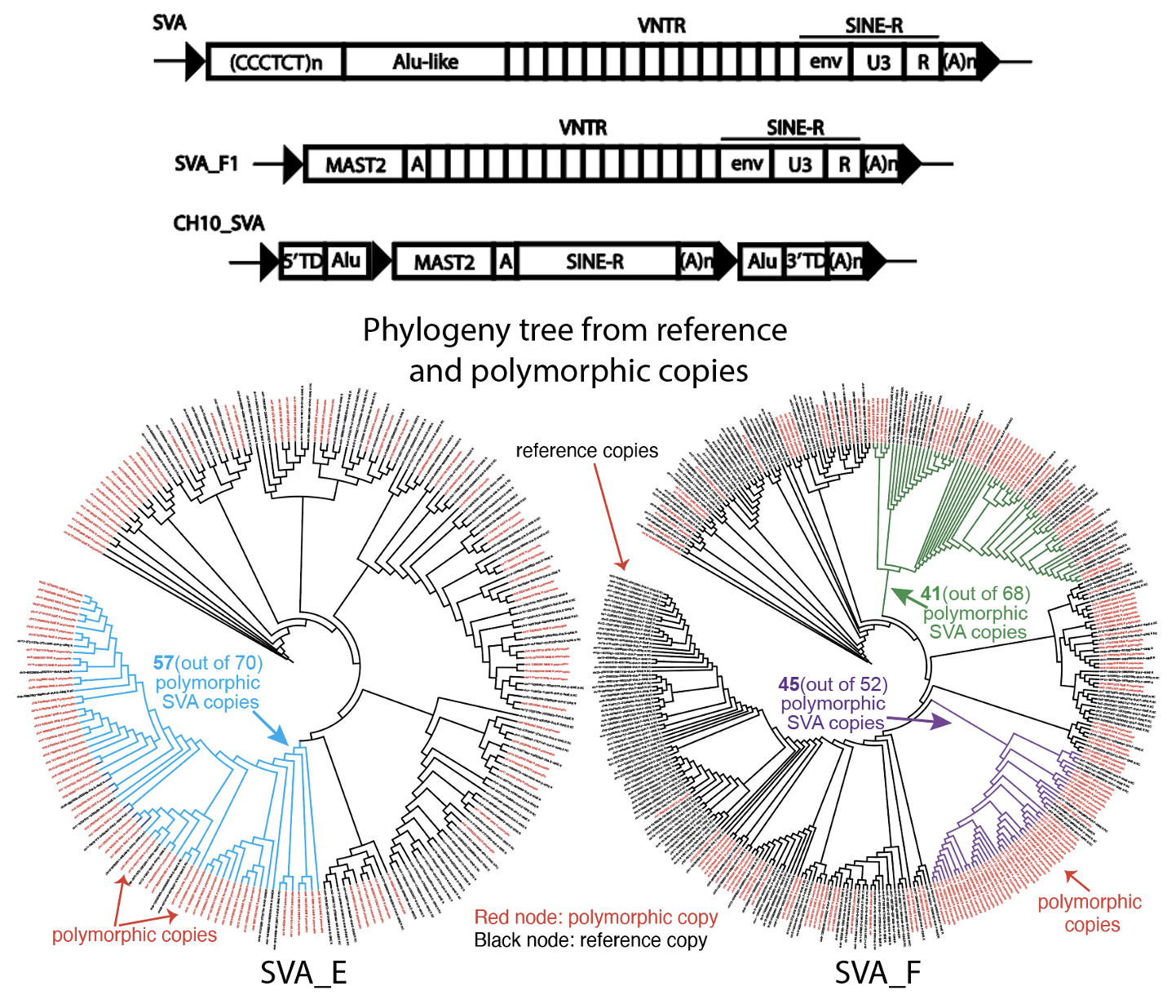 Human SVA Retrotransposon Catalog