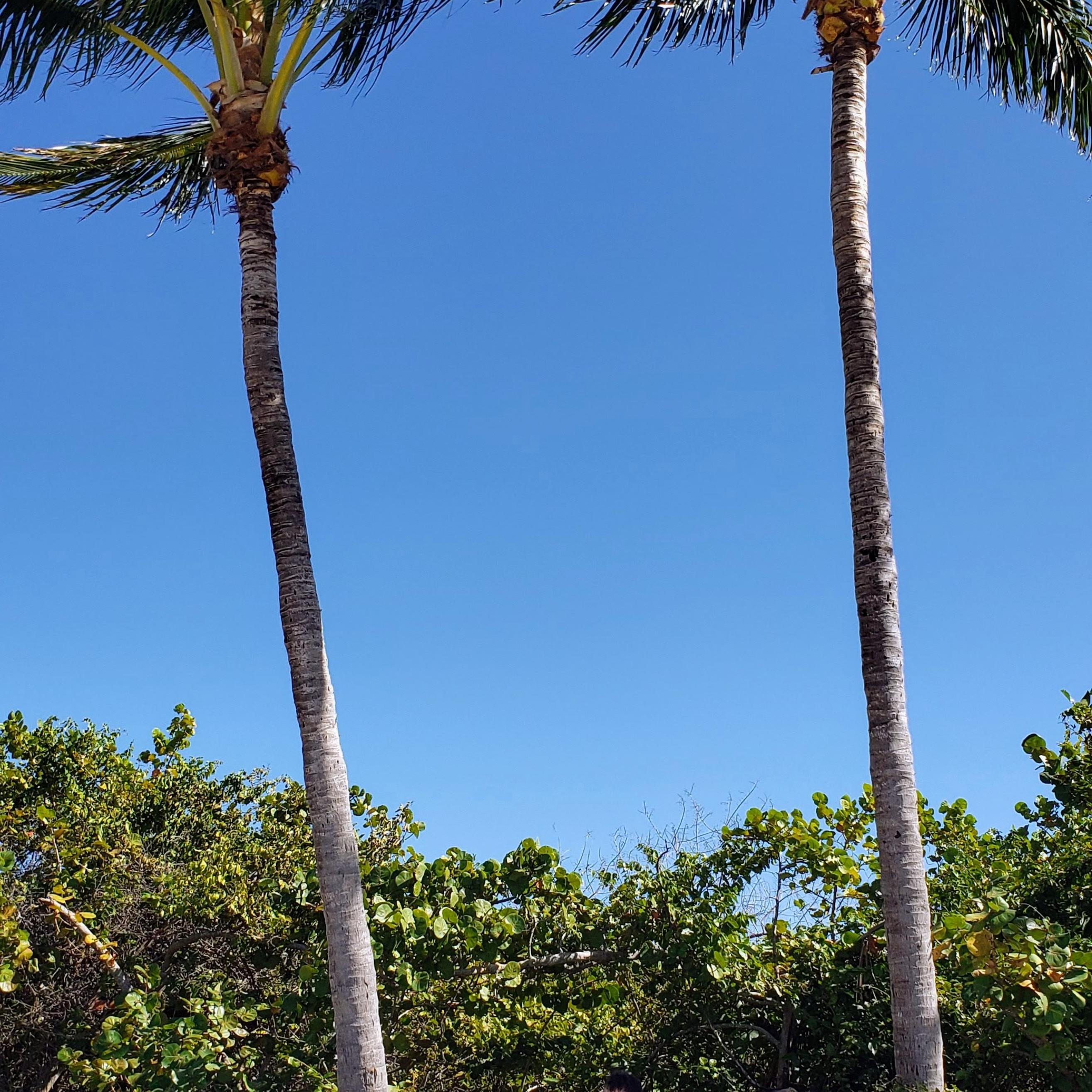 a group sits under palm trees in the shade