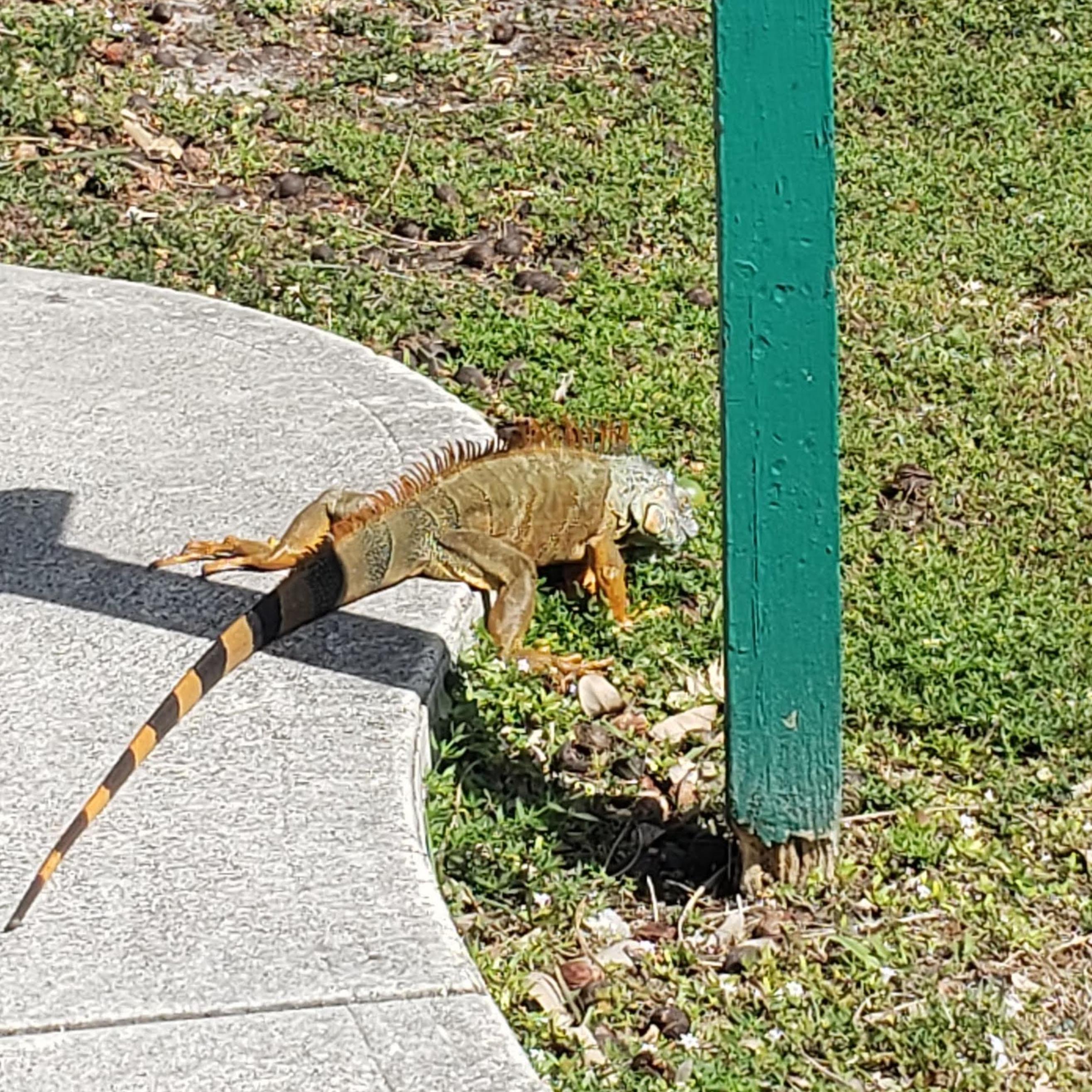 iguana spotting during mini golf