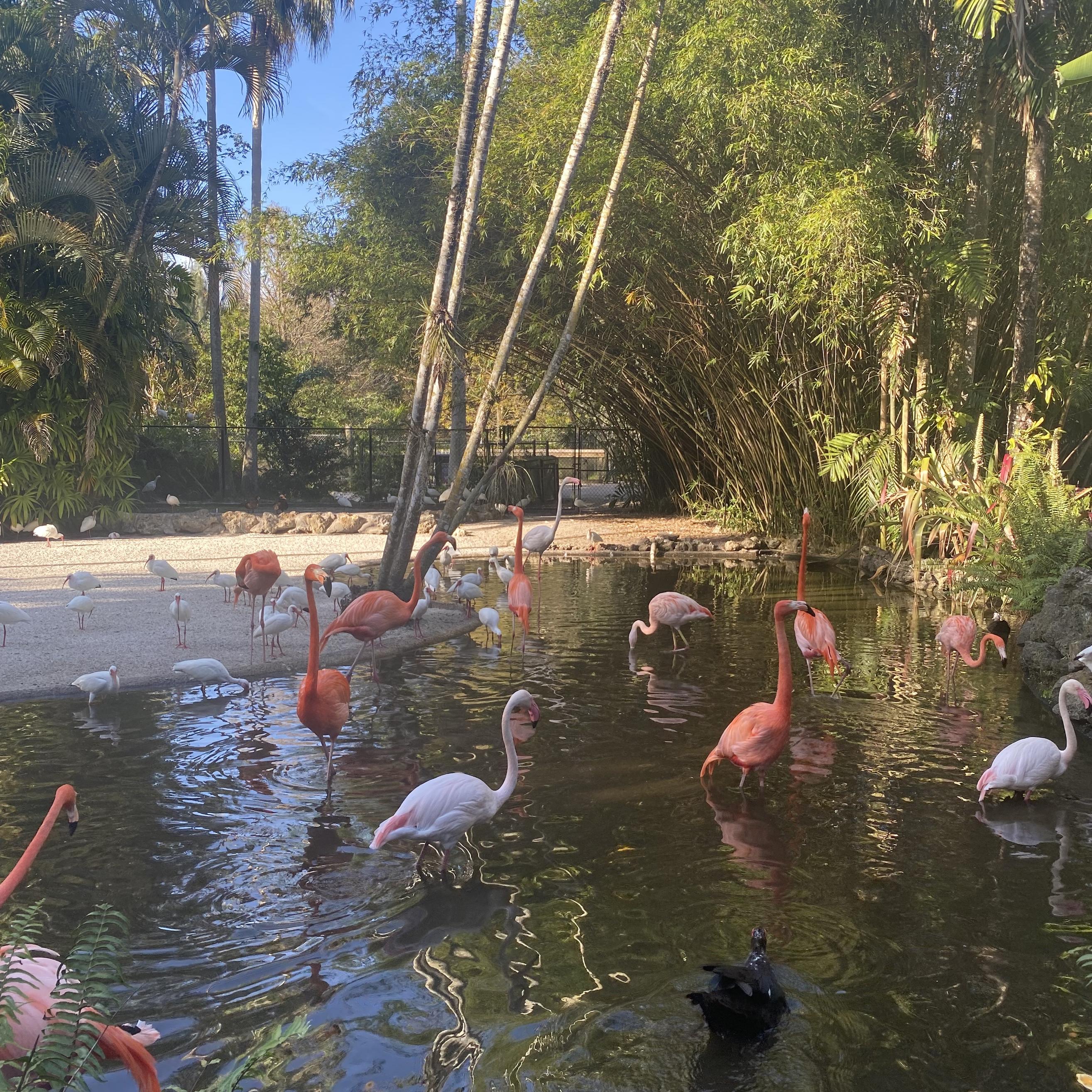 flamingos in the water