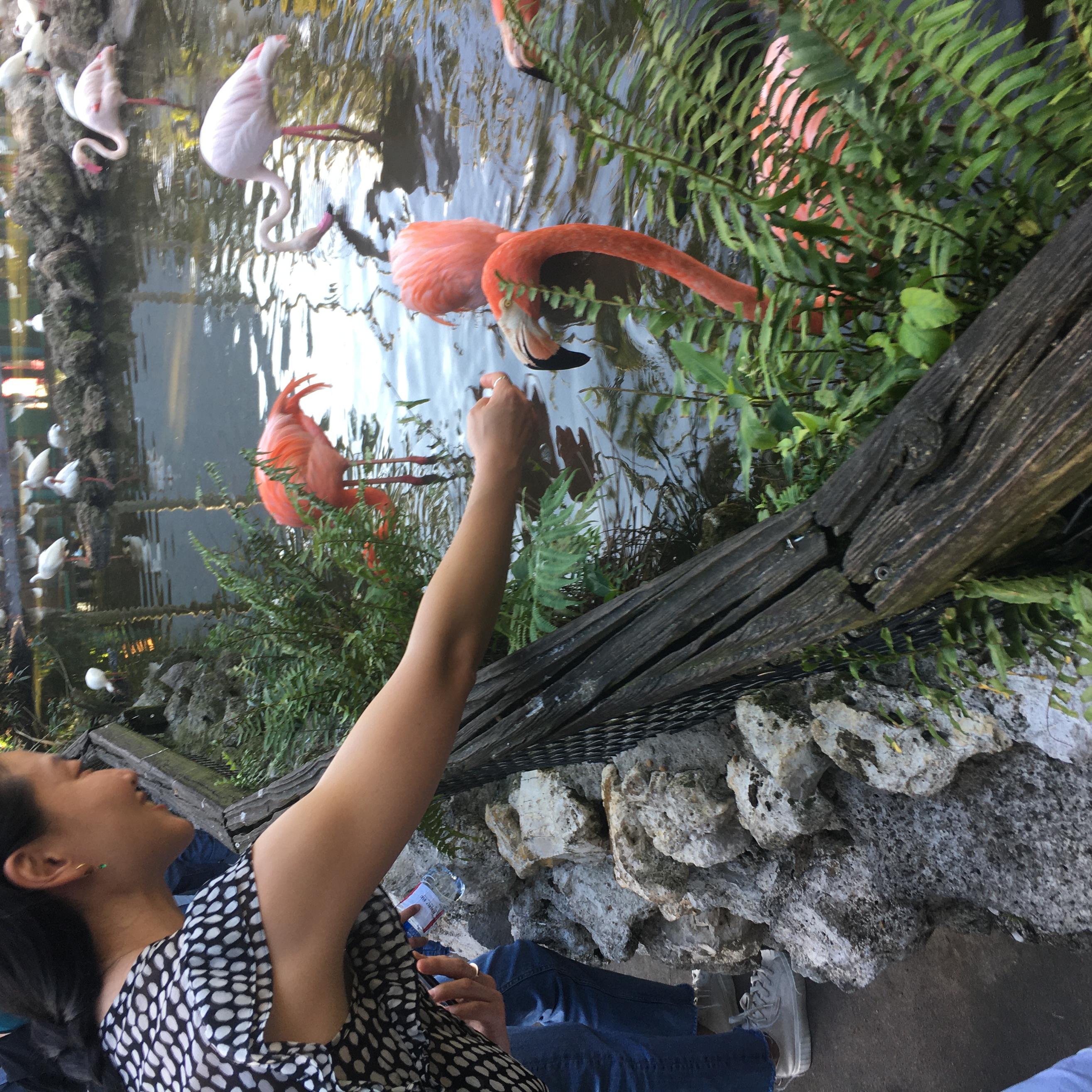 Elizabeth reaching out to a flamingo