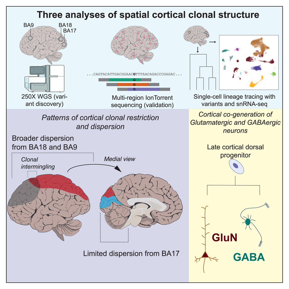 Region-specific differences in clonal architecture in human cortex