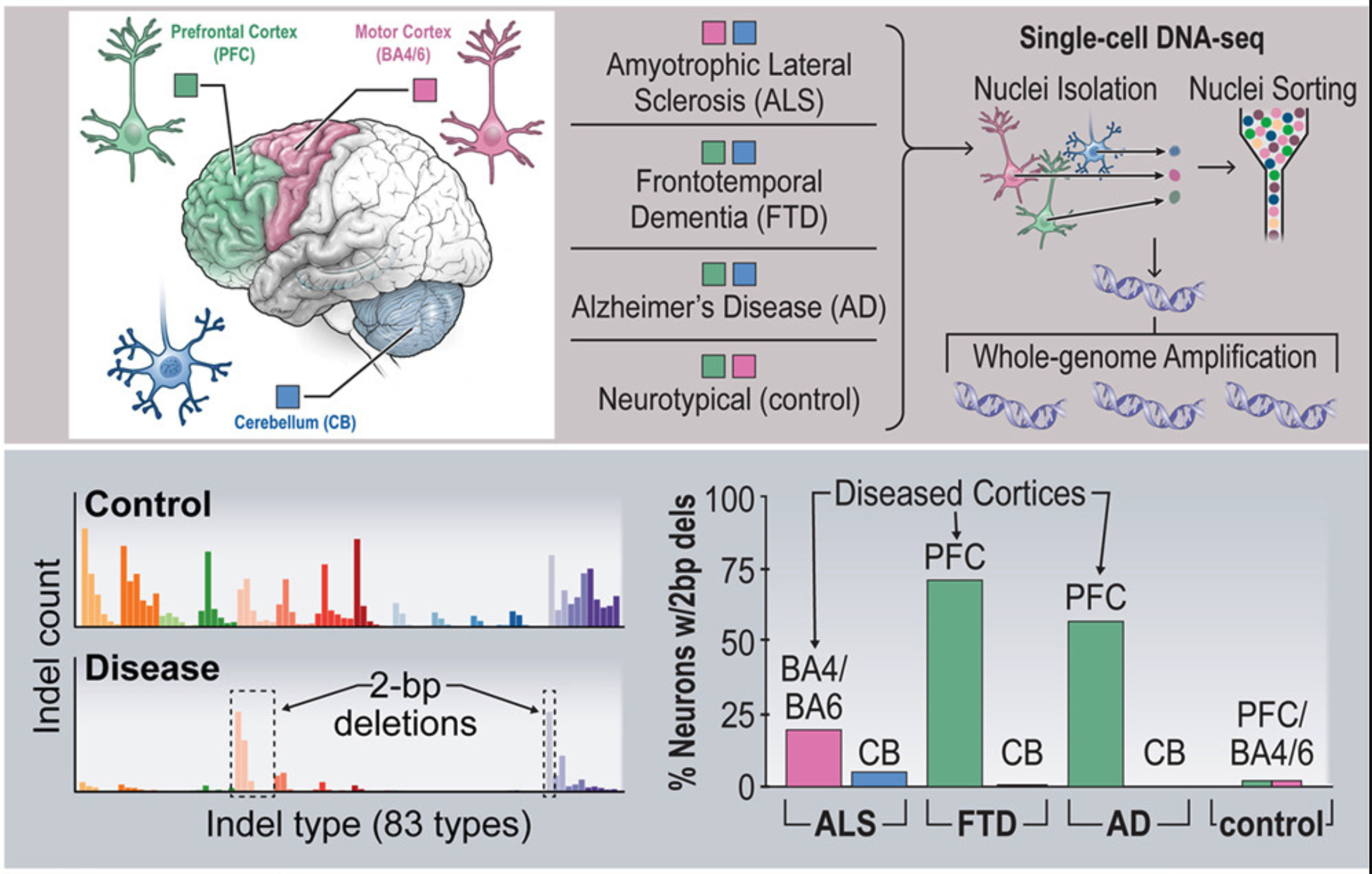 Neurons from ALS, FTD, and Alzheimer’s disease show increased sSNVs and sIndels
